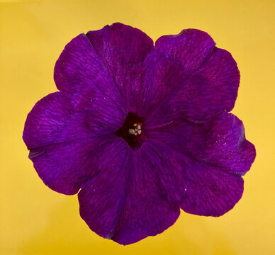 Purple Petunia Flower from Above on Bright Yellow Background