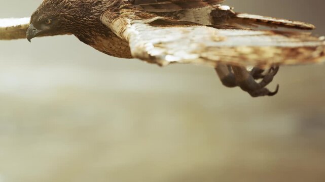 A large eagle is flying over a rocky terrain. The sun is setting, casting warm light on the scene. The eagle shows its wings and sharp claws as it glides through the air.