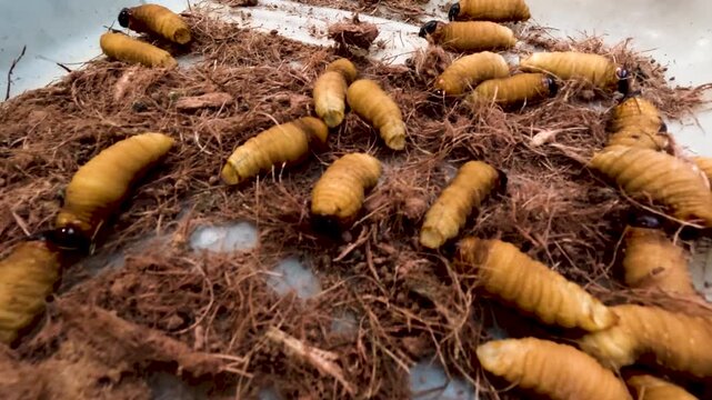 Close View of Butterfly Pupae Hanging in Tropical Butterfly House, Golden Chrysalises, Insect Metamorphosis and Biodiversity Conservation Display