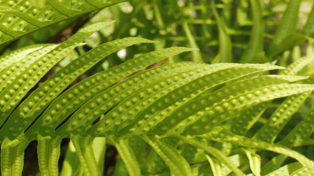 Graceful movement of tropical fern leaves in soft natural light, creating a peaceful and fresh tropical atmosphere.