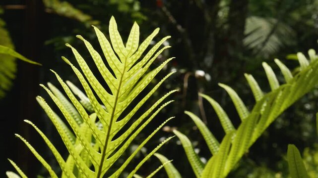 Macro footage of bright green fern leaves swaying softly under natural sunlight, perfect for eco and relaxation themes.