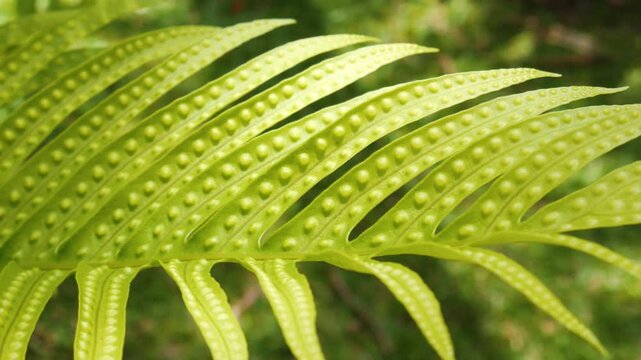 Slow Motion closeup view of fern leaf gently moving under sunlight, showing delicate texture and vibrant green tones in a tropical setting.