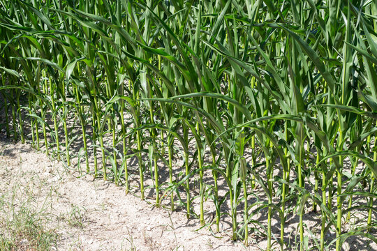 Green corn plants growing in neat rows on a farm field with dry soil and sparse grass visible in the foreground under bright sunlight