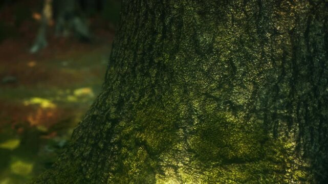 A tree trunk is shown up close in a forest. The surface of the bark shows textures and patterns. Sunlight shines on the trunk, highlighting moss and small plants growing.
