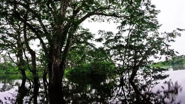 Flooded Amazon Rainforest in Ecuador with Calm Dark Water, Tree Reflections, Dense Jungle Vegetation and Remote Tropical Wetland Landscape