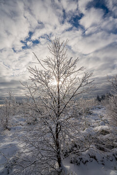 Frozen tree branches catching winter sun rays