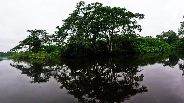 Calm Flooded Forest Waterway in Ecuador Amazon Rainforest, Dark Reflections, Dense Green Jungle, Wetland Trees and Remote Wilderness Landscape