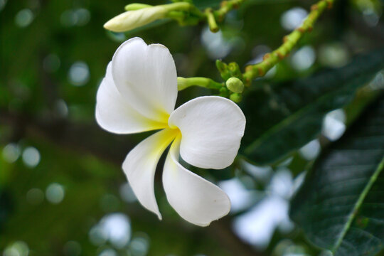 frangipani flowers, white plumeria tropical spa flower