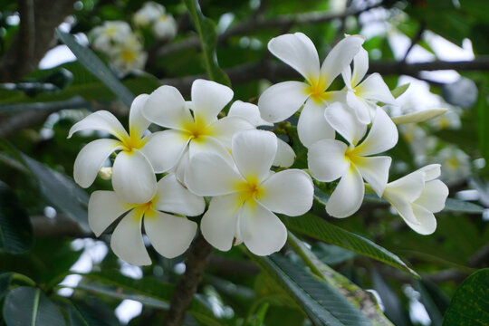 frangipani flowers, white plumeria tropical spa flower