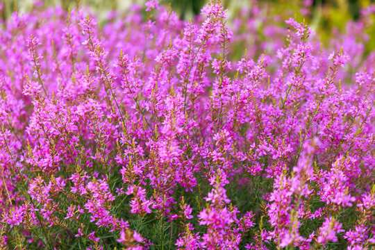 Ruten Weiderich (Lythrum virgatum 'Swirl') 