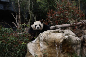 Cute panda with drooling saliva © Yuhan