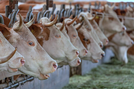Horned Cows Eating in Barn on Organic Farm Demeter Germany