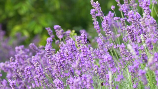 Bumblebee pollinating blooming lavender bush with small purple flowers swaying on wind. Lavandula, honey plant attracting many Bombus and bees, beneficial insects, pollination