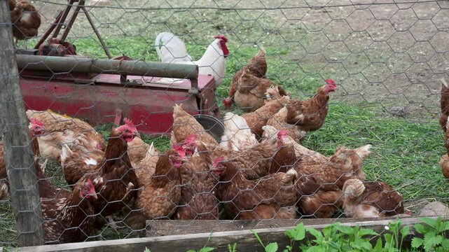 Group of brown-feathered laying hens with a rooster in a coop. Domestic chickens and rooster roaming inside a farm fence. Lohmann Brown laying hens.