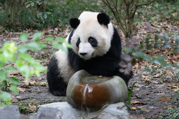 Giant Panda returned from USA, Mei Lan , Drinking Water from a Stone Fountain © foreverhappy