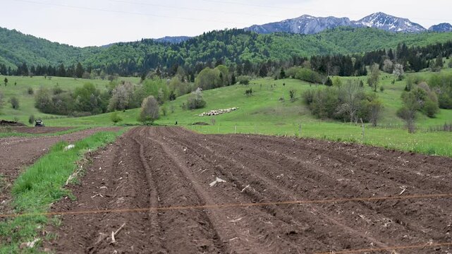 Ploughed field prepared for spring sowing with a flock of sheep in the background. Freshly tilled agricultural land during spring planting. Agriculture and Livestock Farming.