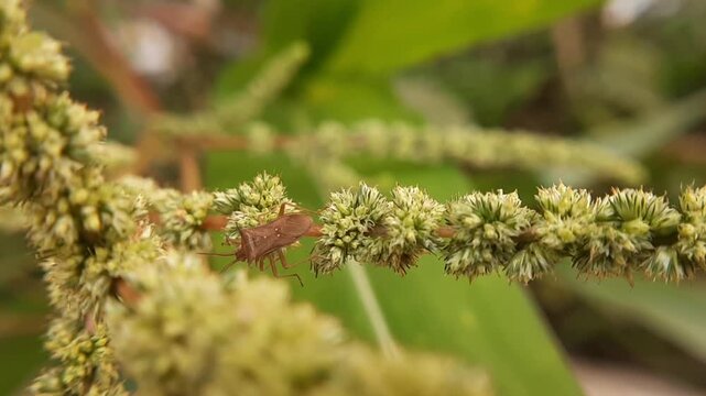 Macro shot of a rice stink bug resting on an agricultural plant in a farm field