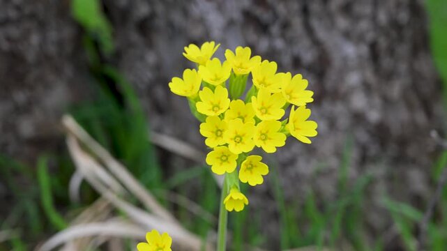 Cowslip blooming in the spring season in the field. Wild primula veris flowers growing in a green spring meadow.