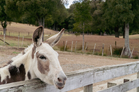 A spotted donkey peeks over a wooden fence on a farm