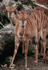 Two elegant nyala antelopes with distinctive white stripes stand in a natural forest setting © agcreationsnz