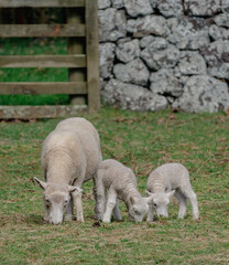 Mother sheep and lamb grazing together on a grassy field with a stone wall © agcreationsnz