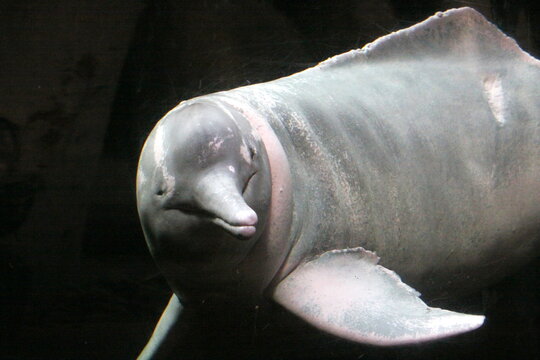 Amazonasdelfin