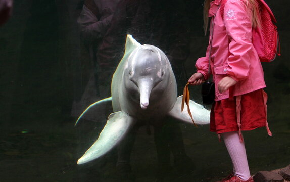 Amazonasdelfin mit Zoobesucher