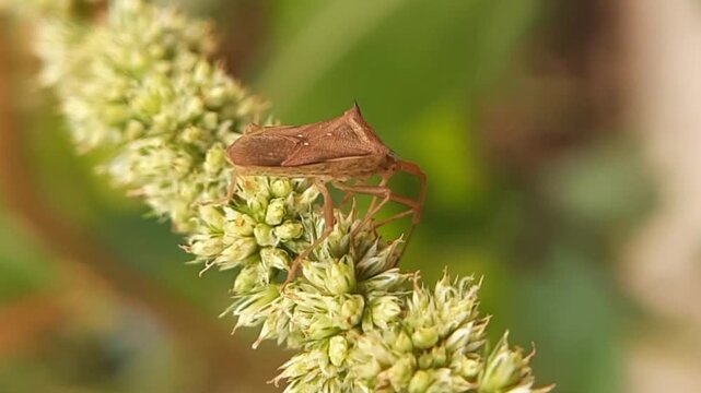 Macro shot of a rice stink bug resting on an agricultural plant in a farm field