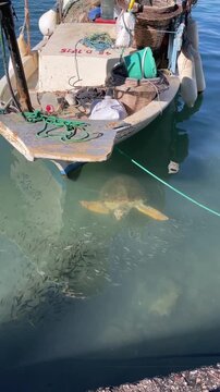 Overhead view of a sea turtle swimming beneath a small fishing boat in clear shallow coastal water. Marine wildlife scene highlighting ocean conservation, biodiversity, sustainable tourism.