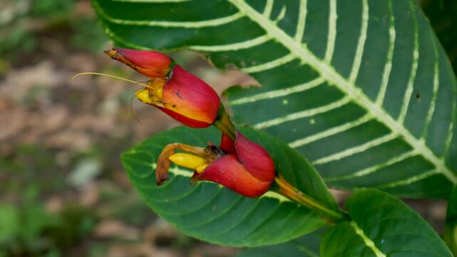 Close-up of Shrubby Whitevein (Sanchezia oblonga) red and yellow tubular flowers with green veined leaves, moving softly in tropical breeze.
