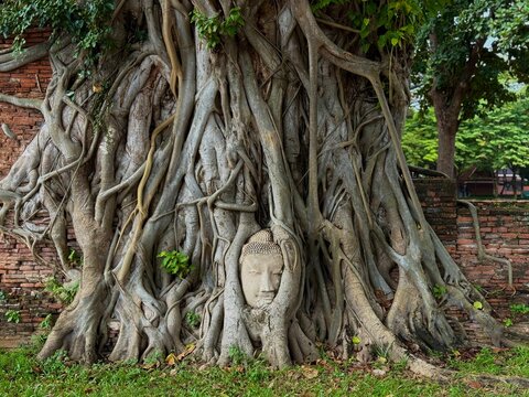 Buddha head in tree roots