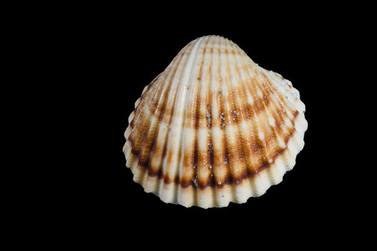 Macro close-up of textured seashell on black background