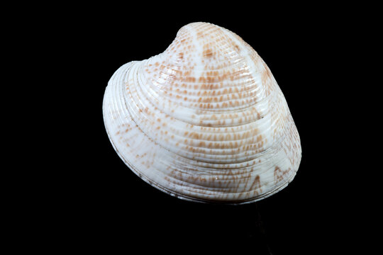 Close-up of white ribbed seashell on black