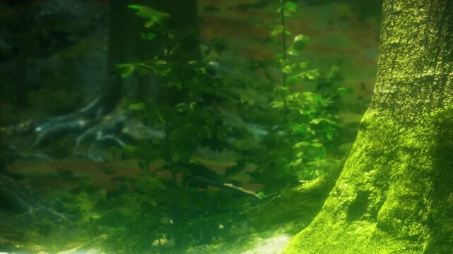 In a dense forest, various plants grow around tall trees. Sunlight filters through the leaves and highlights the green colors. The ground shows roots and patches of moss.