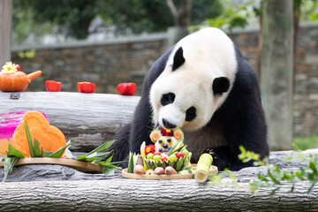 Giant Panda returned from USA, Xiao Qi Ji, Enjoying a Special Fruit and Vegetable Birthday Feast © foreverhappy