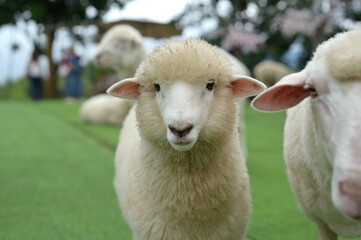 Obraz premium A close-up of a white sheep standing on green grass with other sheep and blurred trees in the background.