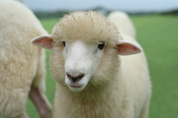 Obraz premium A close-up image of a fluffy white sheep in a green field with another sheep partially visible in the background.