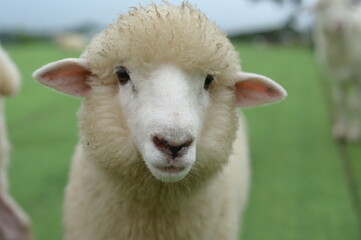 Close-up of a white sheep with fluffy wool and a gentle expression standing on a grassy field. © Kittiya