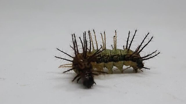 Single spiky green and black caterpillar crawling slowly on a plain white surface