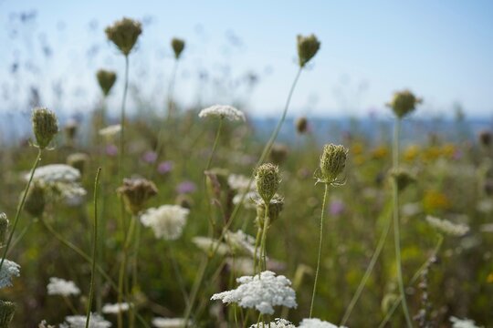 Wilde M&ouml;hre (Daucus carota) auf einer sommerlichen Wiese an der Steilk&uuml;ste der L&uuml;becker Bucht bei Sierksdorf