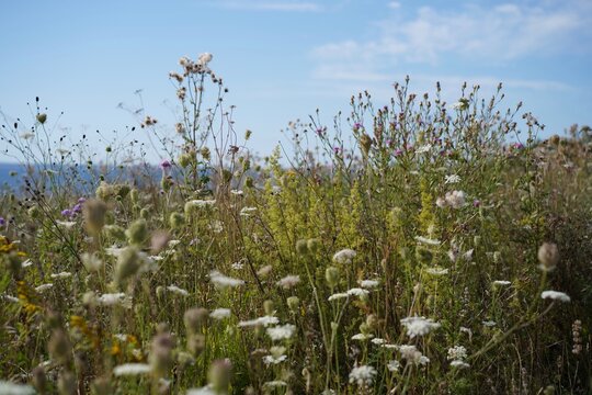 Vielf&auml;ltige Wildblumen einer Sommerwiese auf der Steilk&uuml;ste der L&uuml;becker Bucht bei Sierksdorf