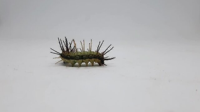 Single spiky green and black caterpillar crawling slowly on a plain white surface