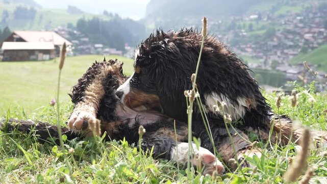 Bernersennenh&uuml;ndin putzt sich