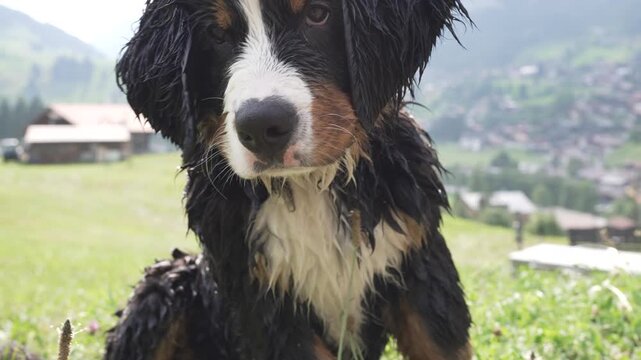 Nasser Hund
