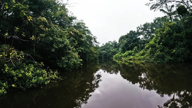 Dense Amazon Rainforest Island Reflected in Calm Brown Water in Ecuador, Tropical Wetland Vegetation, Remote Jungle River and Wilderness Landscape