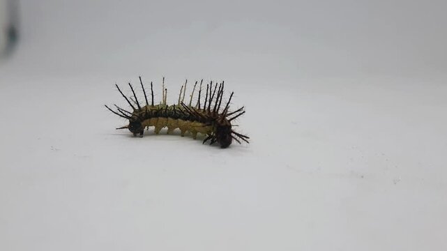 Single spiky green and black caterpillar crawling slowly on a plain white surface