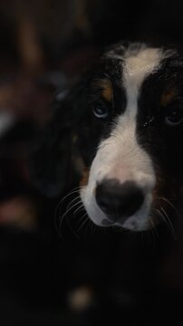 Hund unter der Dusche