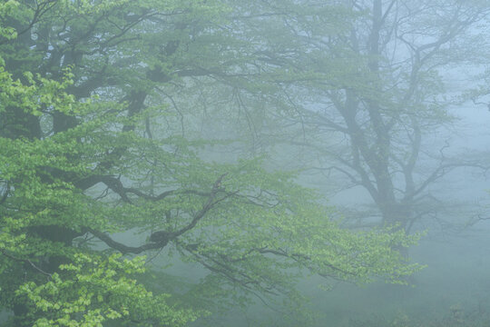 Moss-Covered Rocks and Trees in Monte Santiago Beech Forest, Burgos, Castilla y Leon, Spain