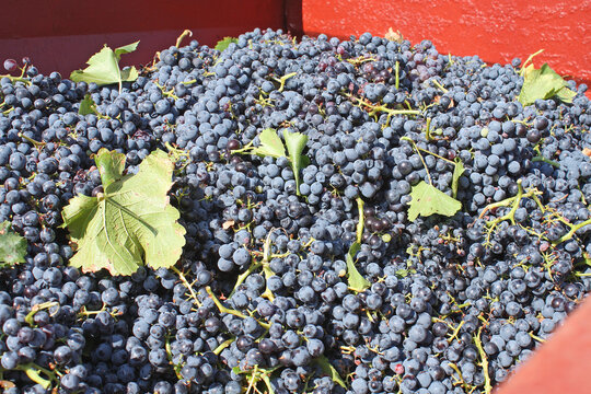 container de grappes de raisins pou la vinification