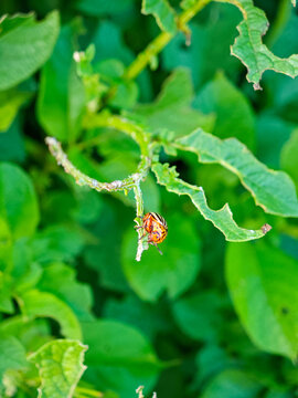 Colorado potato beetle pest feeding on damaged potato plant stem